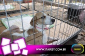 imagem 15. Evento: 