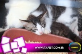 imagem 38. Evento: 
