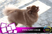 imagem 56. Evento: 